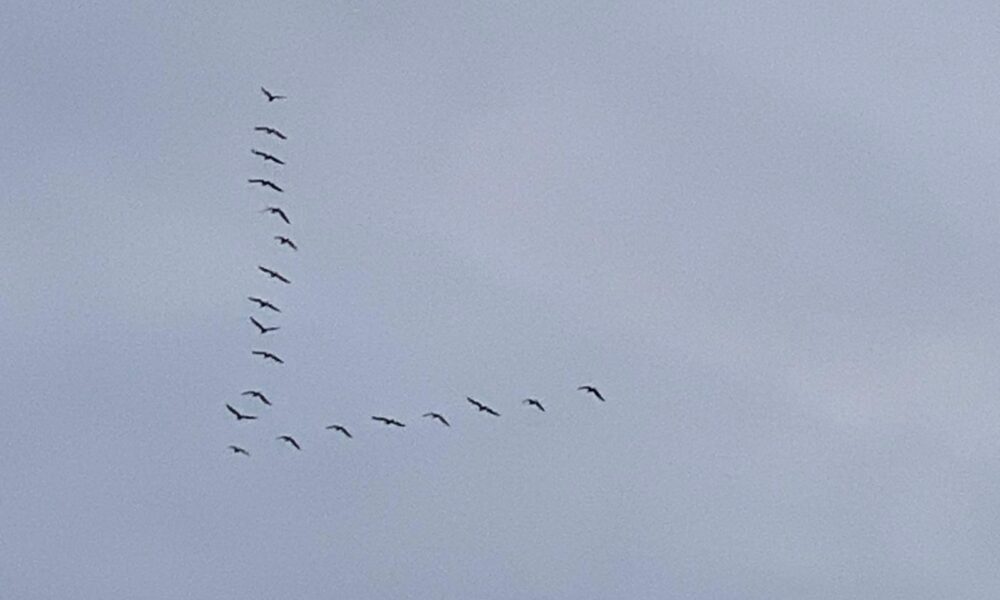 Pajaros migraciones