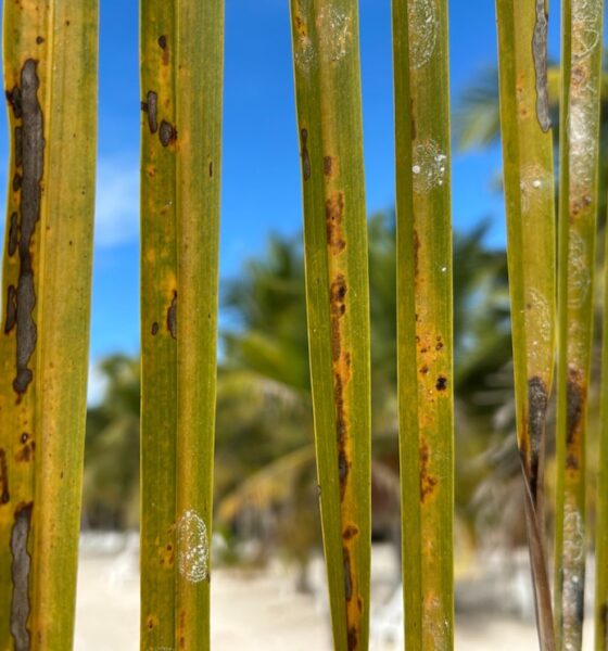 Playa paisaje