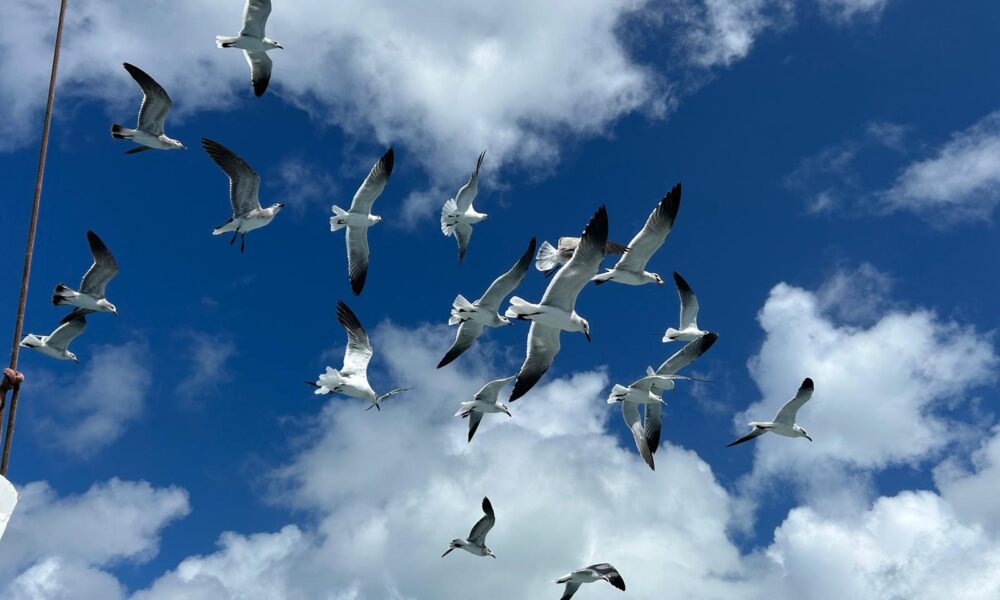 gaviotas