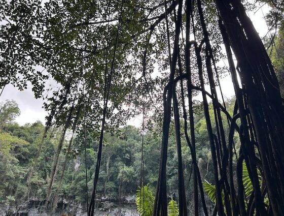 Arboles