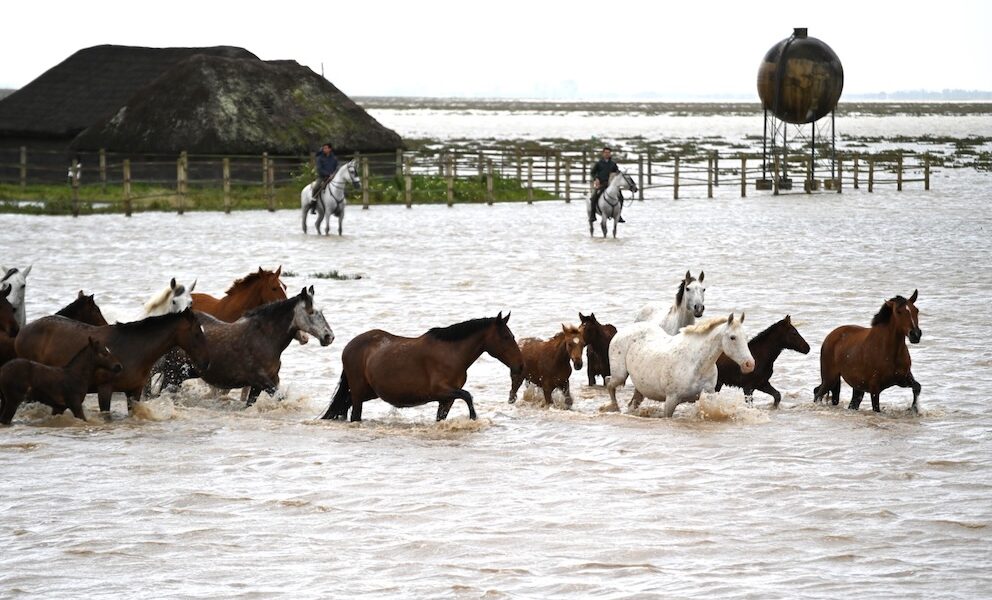Caballos donana