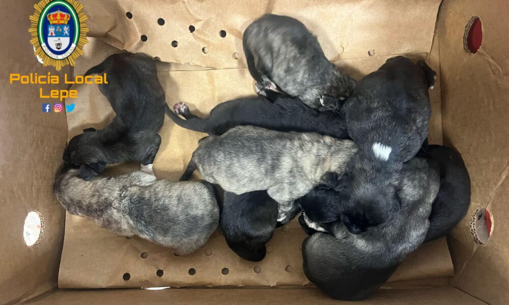 Cachorros abandonados perros