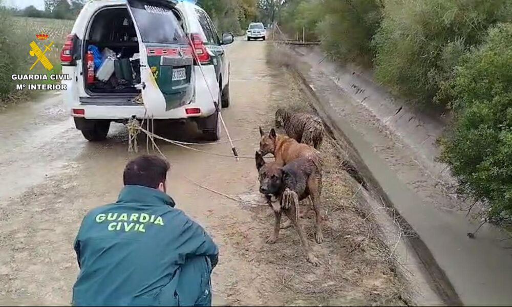 Perros rescatados