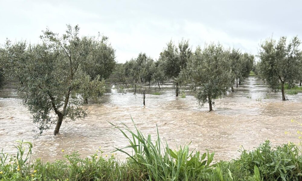 olivar agua inundacion