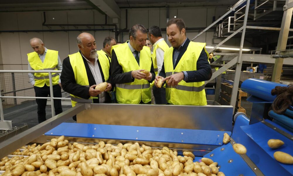 Arrebola patatas
