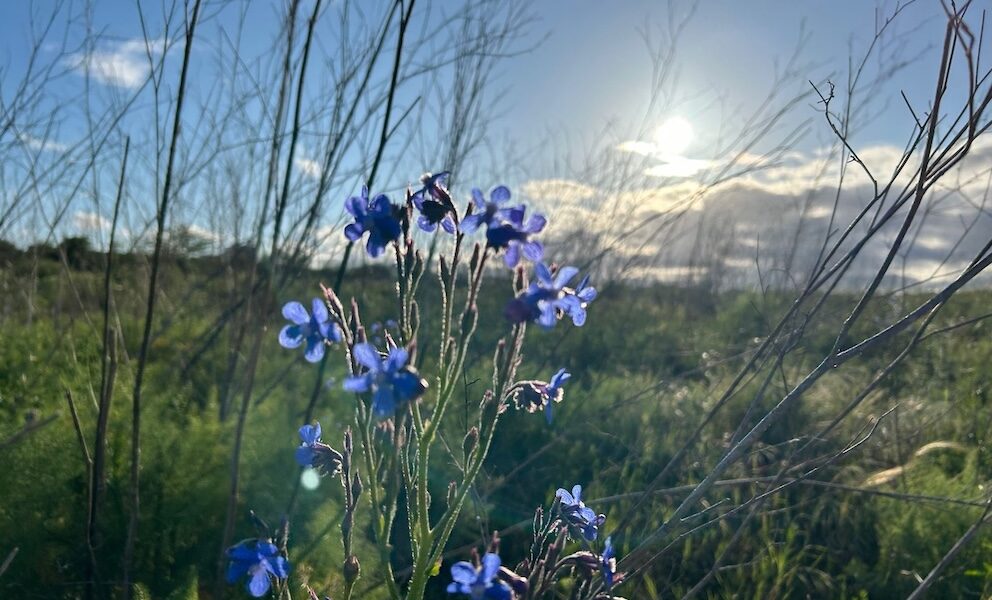 Flores azules puesta de sol