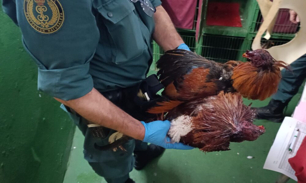 Gallos de pelea