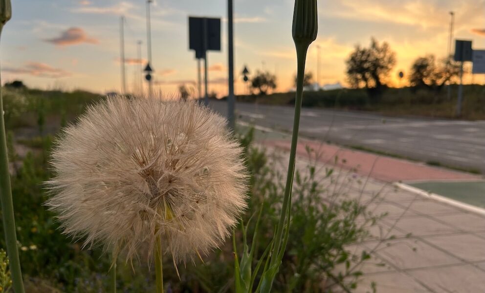 Puesta de sol bola flor