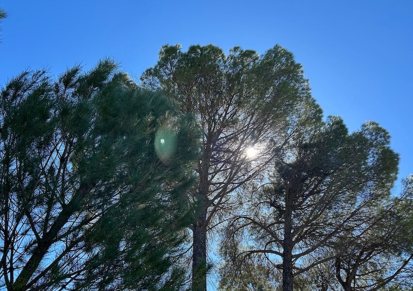 Arboles sol cielo