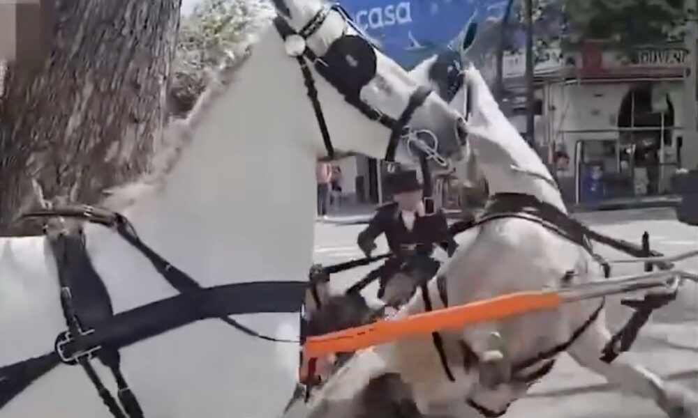 Caballo desbocado 1