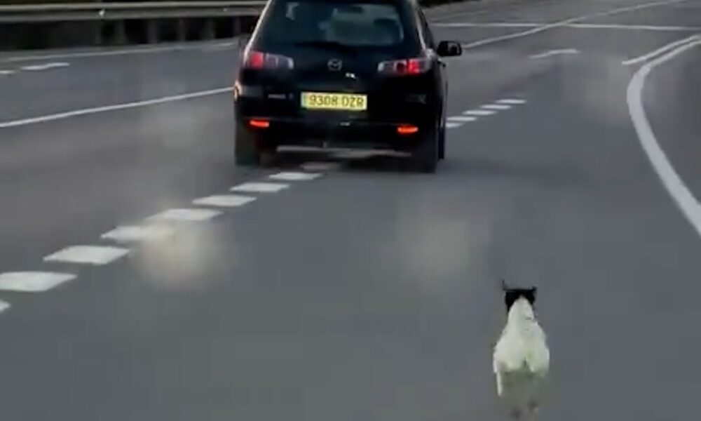 abandono perro