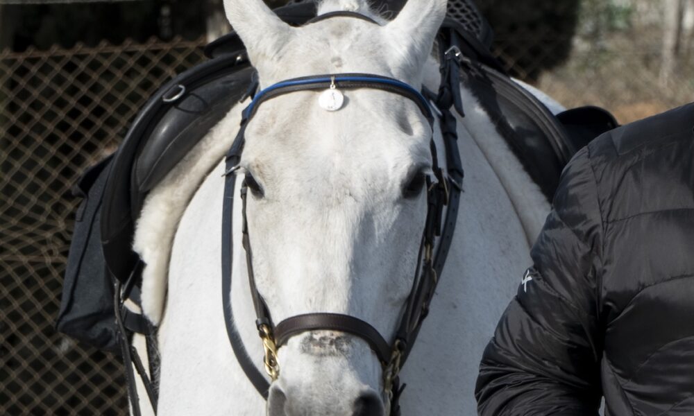 Caballos Nebrija 4