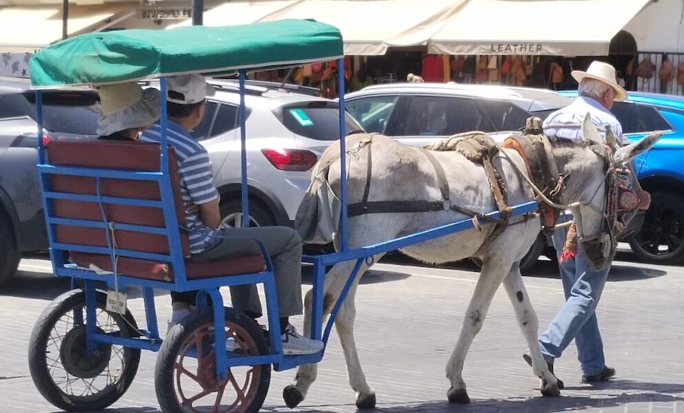 Burrotaxi Mijas