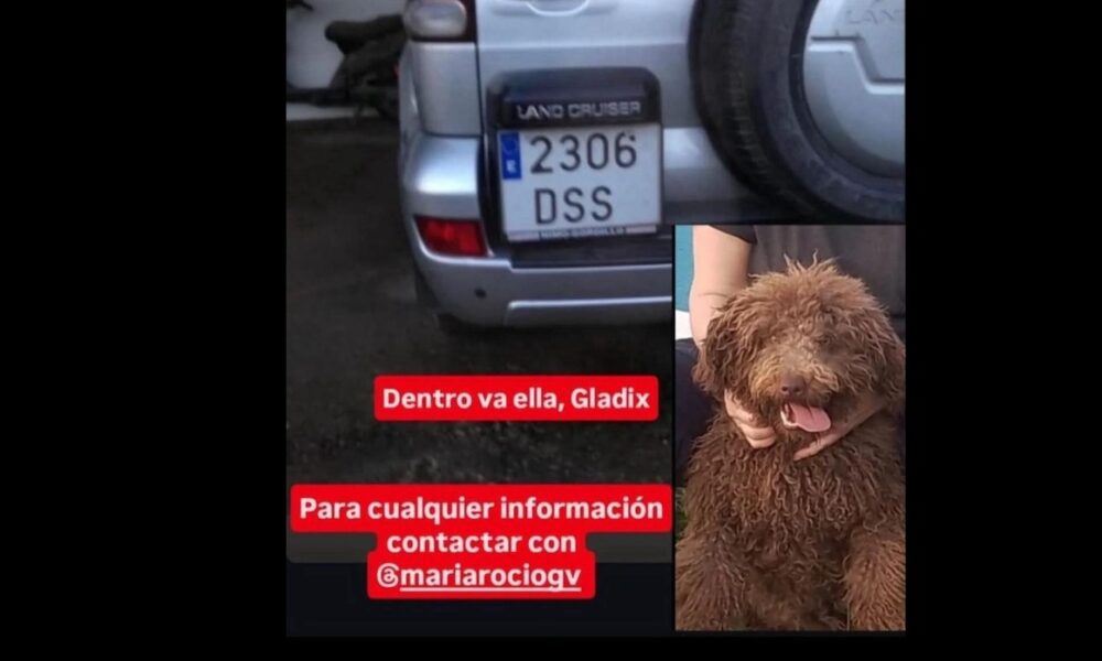 Coche robado perro