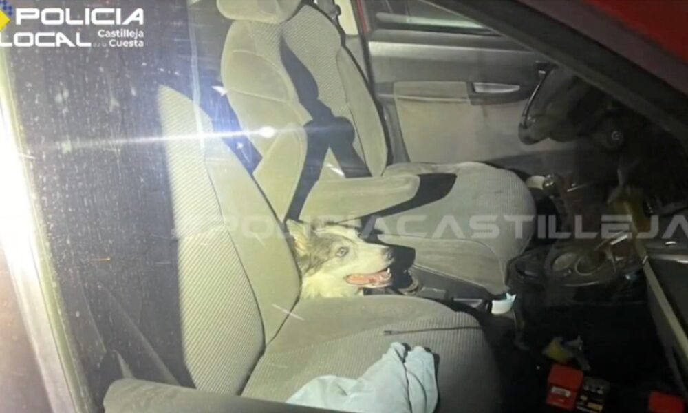 Perro encerrado coche