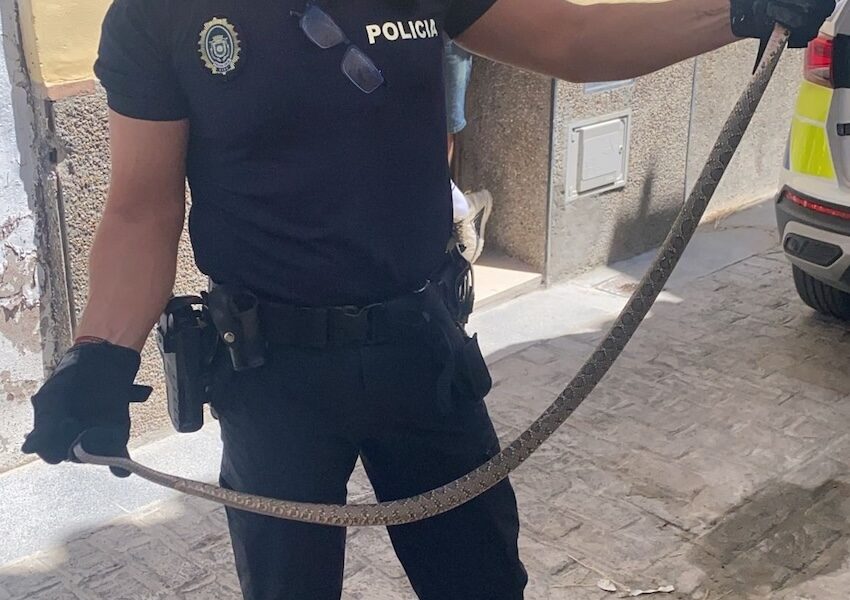 Culebra Ecija