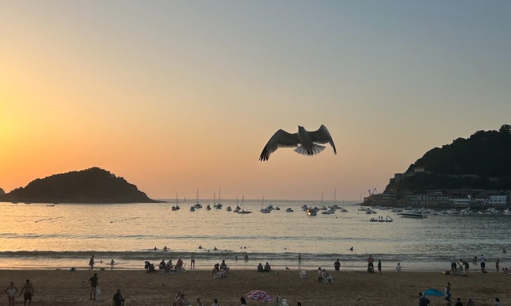 Gaviota playa la concha san sebastian
