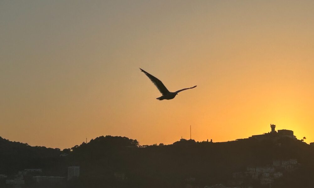 Gaviota puesta de sol
