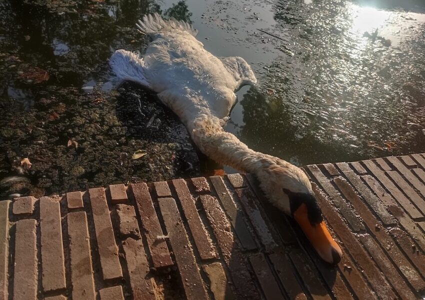 cisne muerto Sevilla