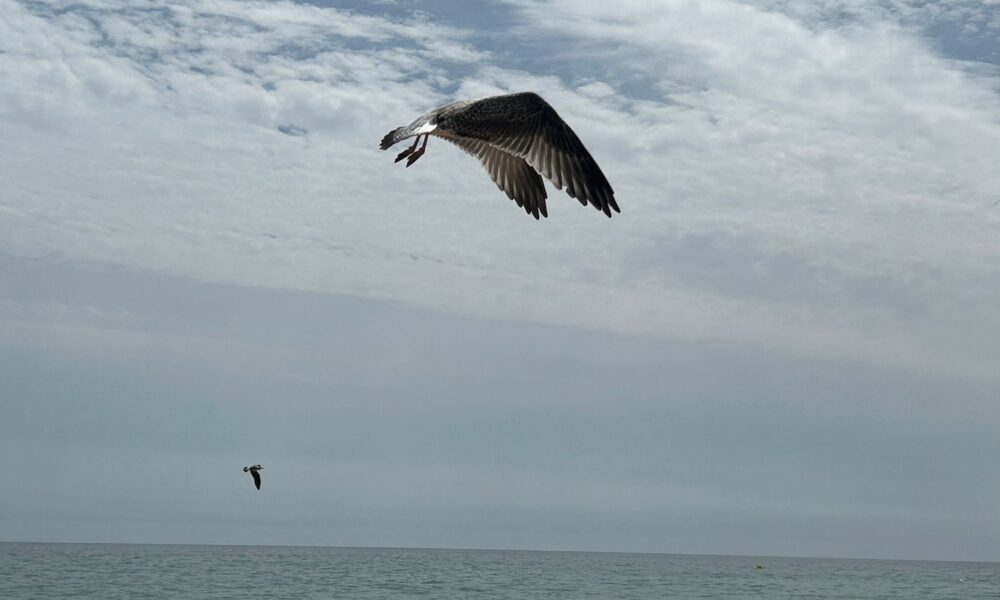 Gaviota playa