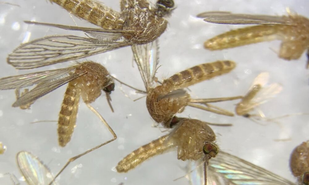 Mosquito virus del nilo
