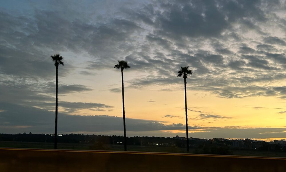 Palmeras carretera