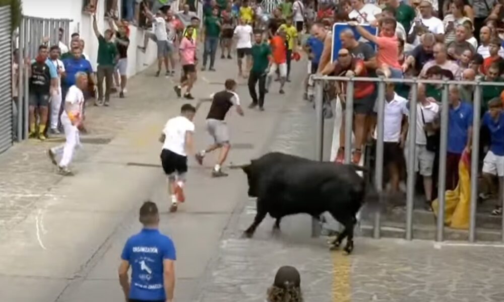 Toro del Gayumbo Ubrique