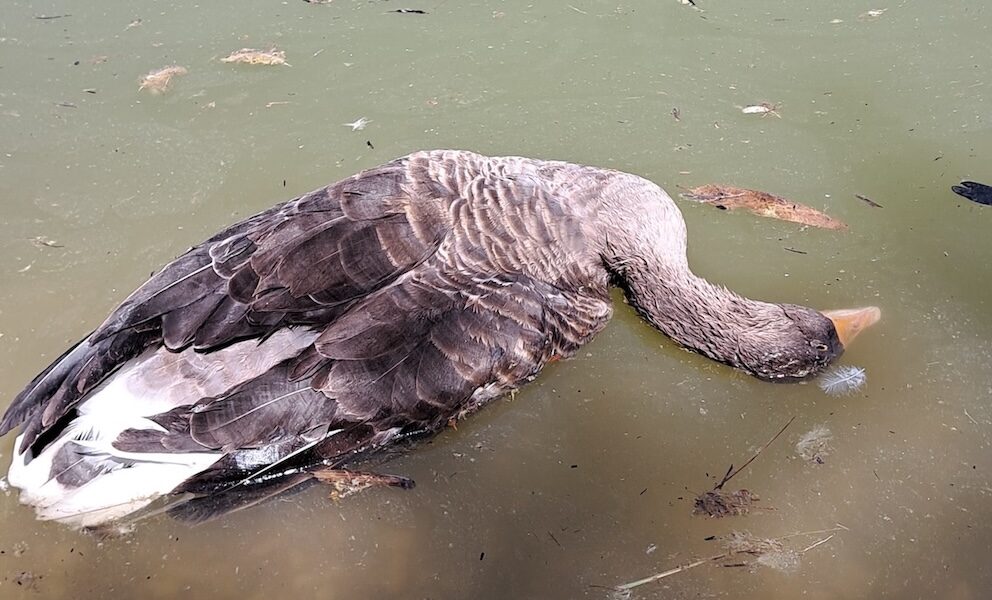 patos muertos aves sevilla gripe aviar