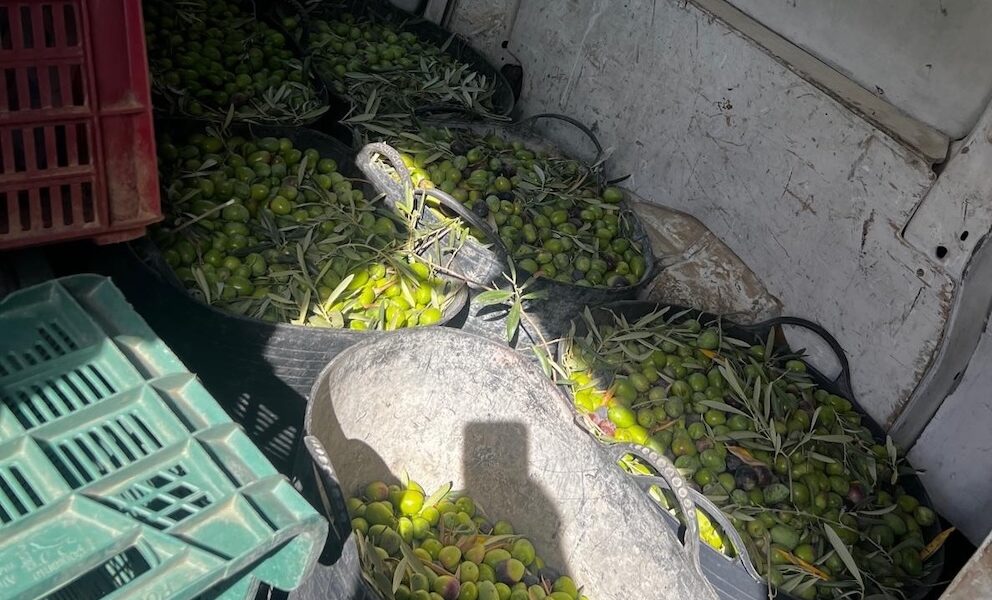 Aceitunas Arahal