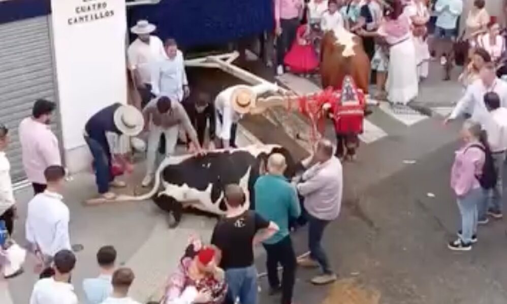 Buey romeria Valme