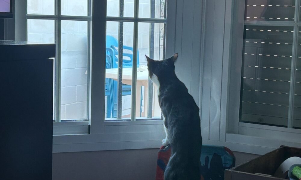 Gato ventana