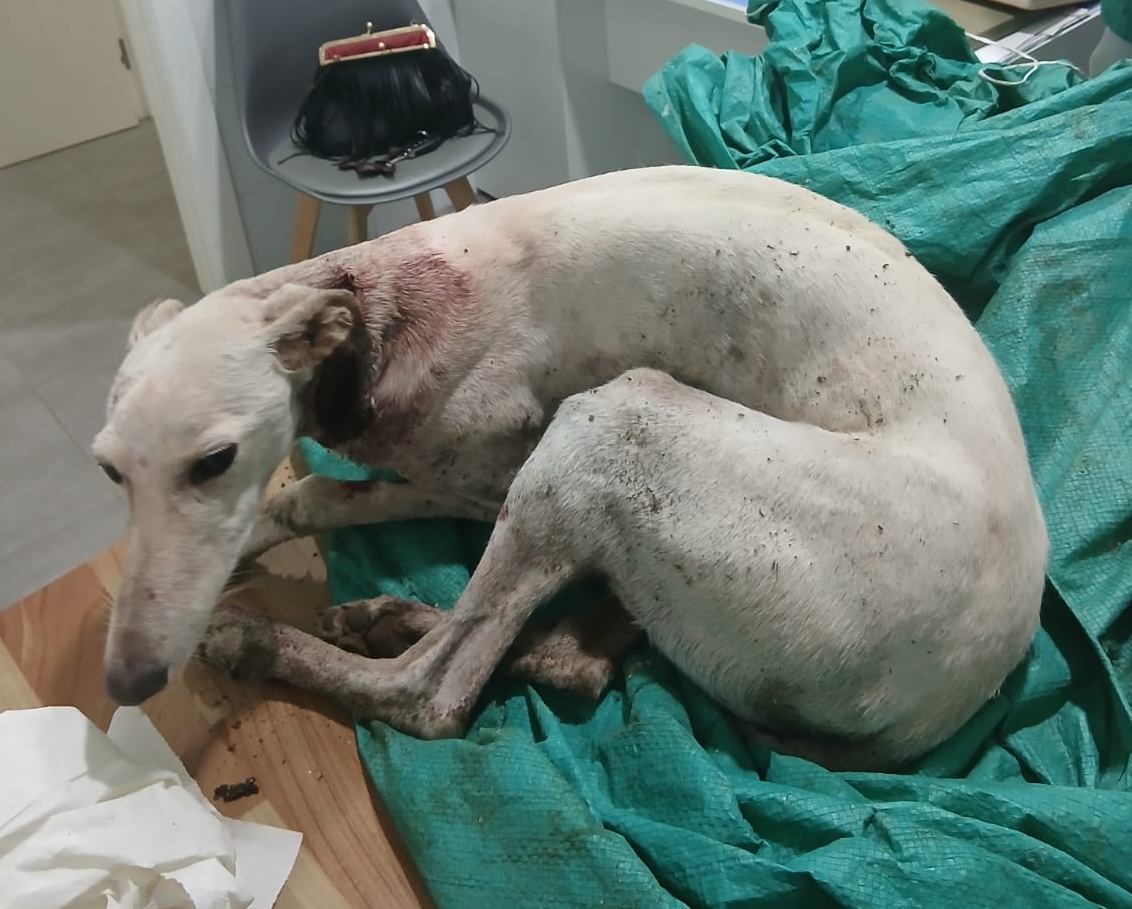 Galga herida Arahal