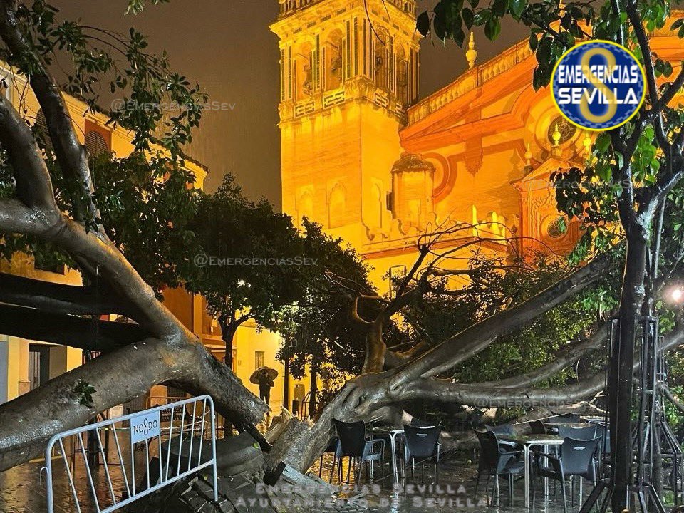 arbol rayo Sevilla