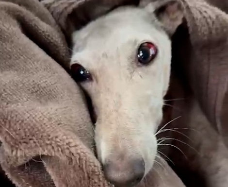 galgo galga arahal