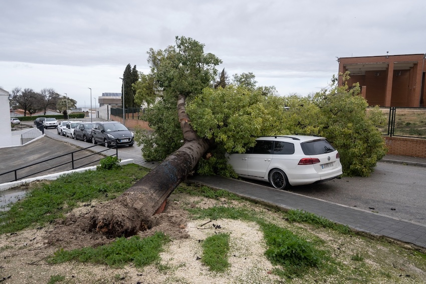 Arbol caido Estepa