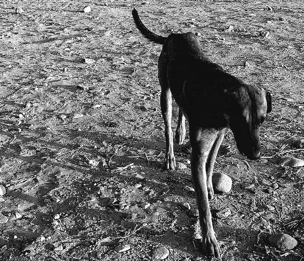 Perro cuadro