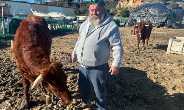 Vacas lepe