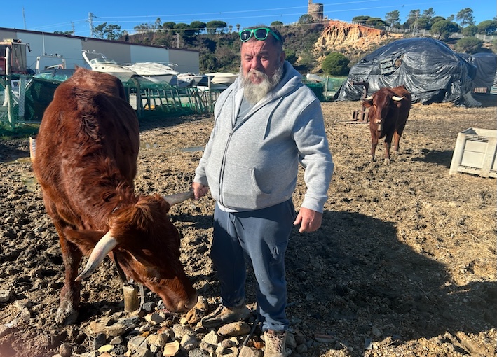 Vacas lepe