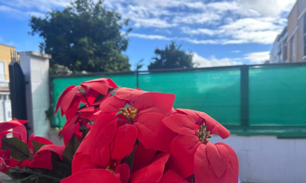 flor de pascua sol nube
