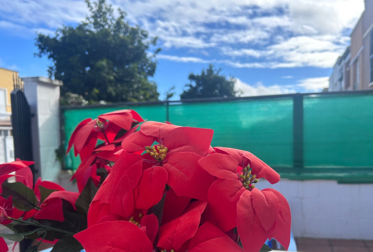 flor de pascua sol nube
