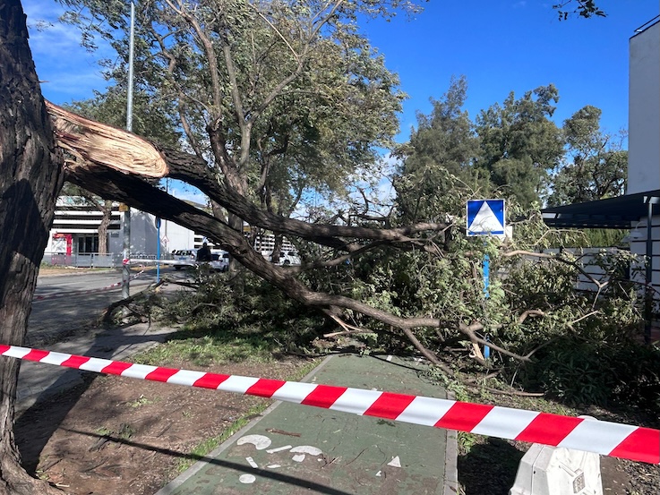 Borrasca arbol caido