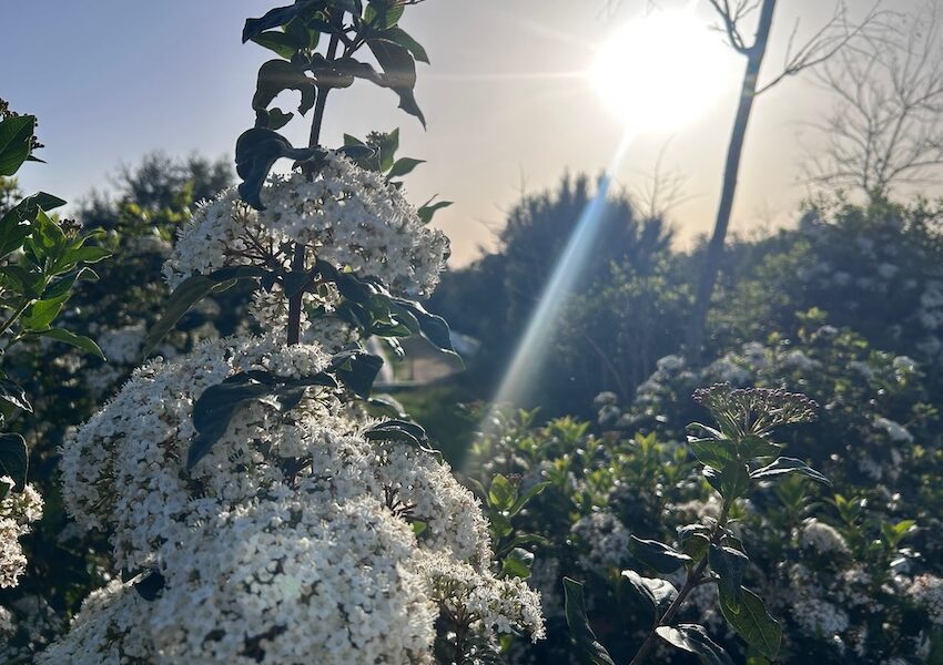 Flores puesta de sol