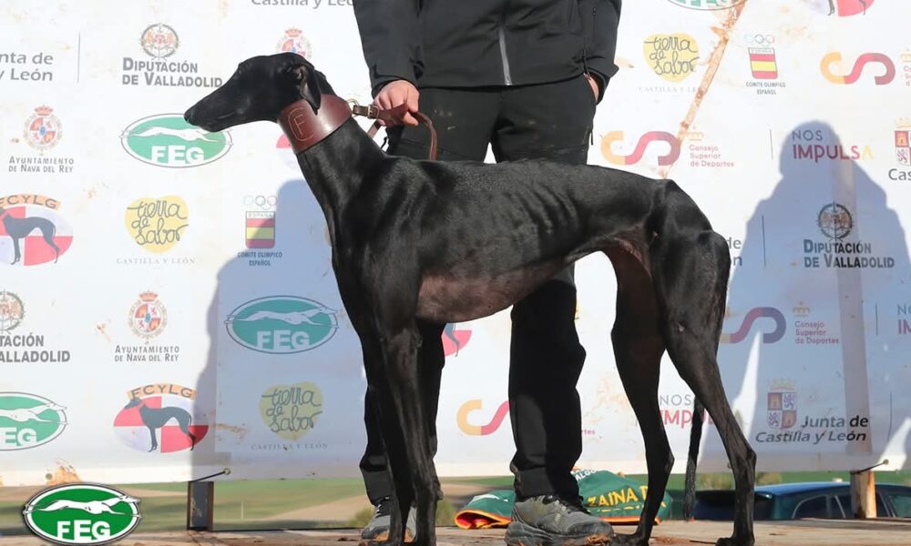 Galga herrera