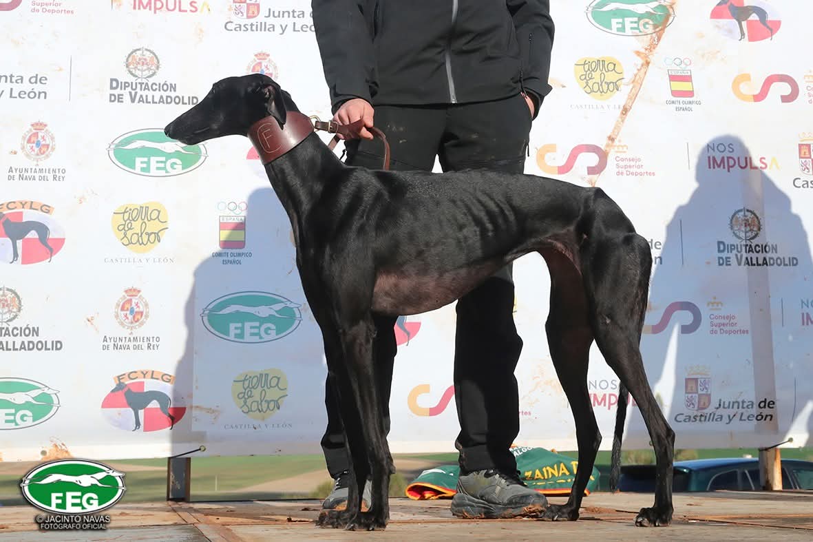 Galga herrera