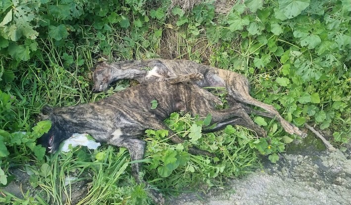 Galgos muertos