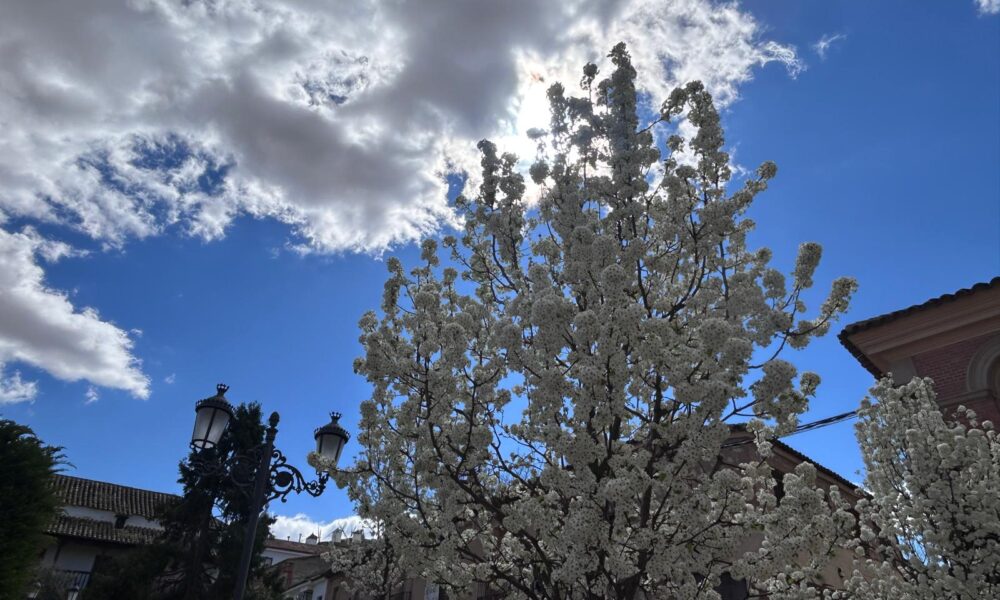 Arbol plaza Consuegra