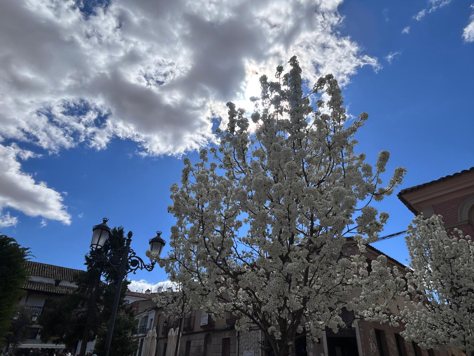Arbol plaza Consuegra