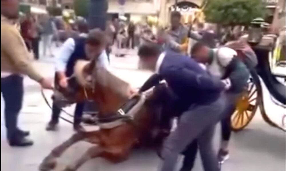 Caballo caido Sevilla