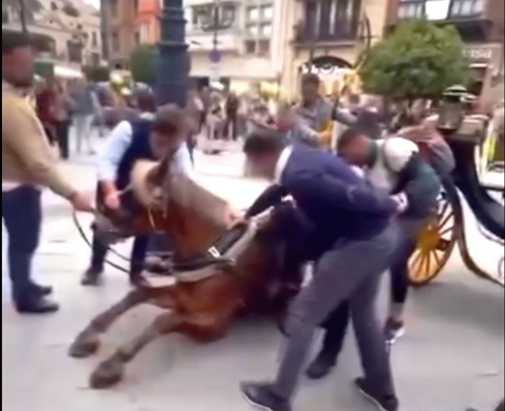 Caballo caido Sevilla