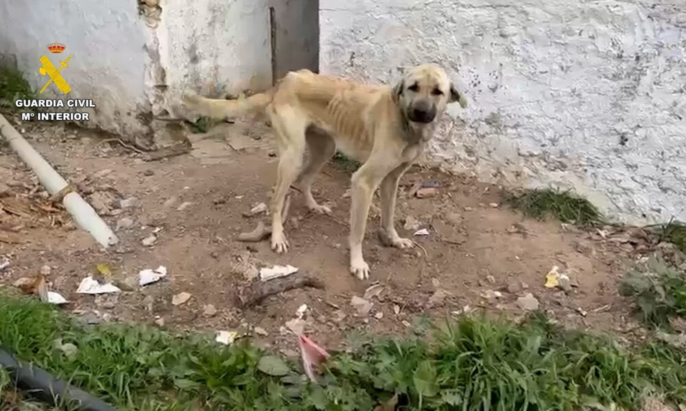 Perro maltratado